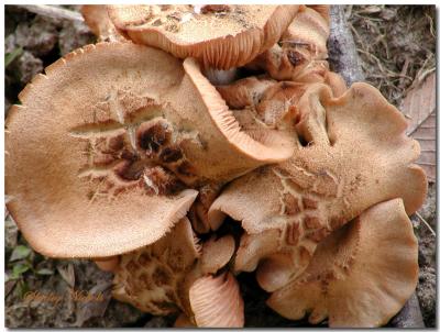 Wild mushrooms-3.jpg
