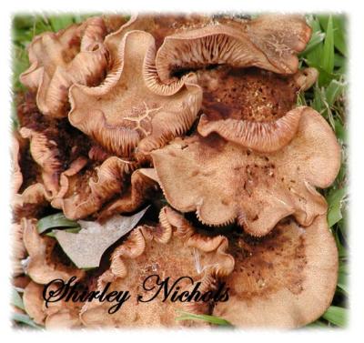 Wild mushrooms-4.jpg
