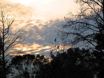 Cormorants at Sunset