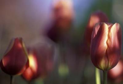 u20/bricciphoto/medium/13004006.Tulips.jpg