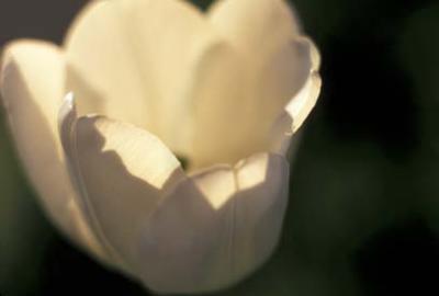 u20/bricciphoto/medium/13004620.Whitetulip.jpg