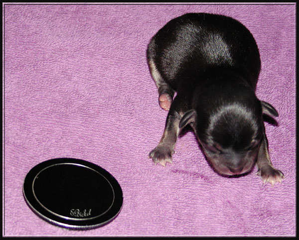 8 Hours Old Black and Tan Girl