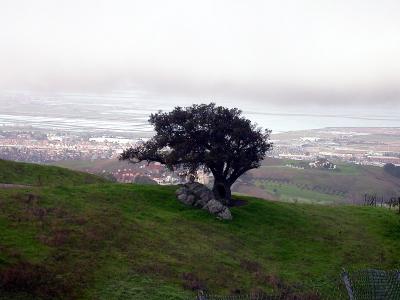 Single Oak with a view of the valley.