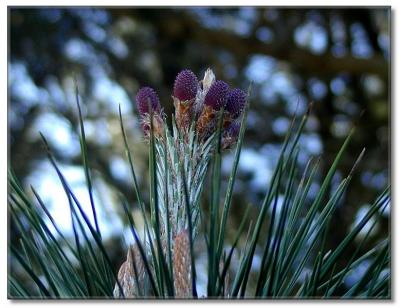 Budding Pine Cones