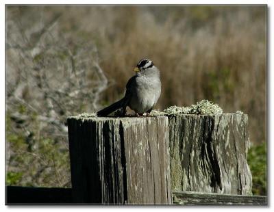 Small bird