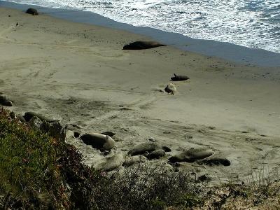 Elephant seals enjoying the beach