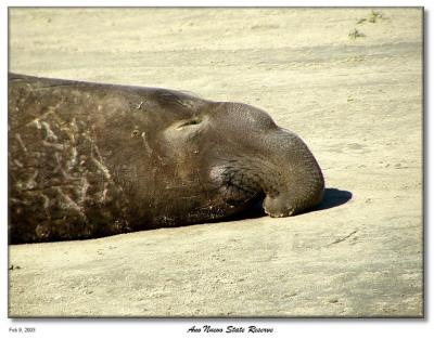 Feb 9, 2003 - ZZZzzzz  - Ano Nuevo State Reserve