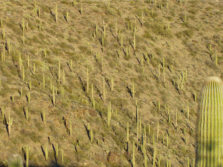 Saguaro slope