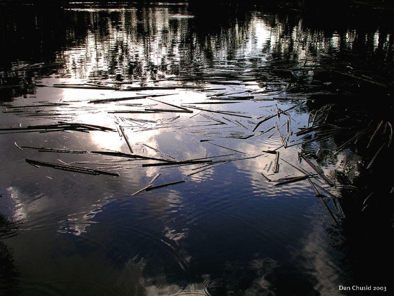 Floating Reeds
