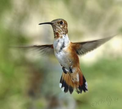 Possibly a Rufous in migration