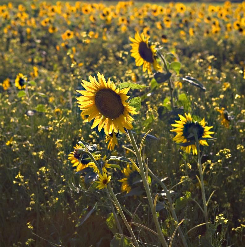 Sunflower