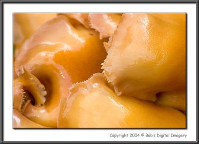 u20/cdrebel/medium/36520681.CRW_7145.jpg
