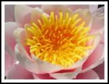 water lily2.jpg
