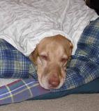 Madonna of the Dog Bed.jpg