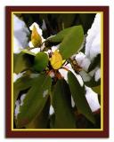 Rhododendrons in Snow.jpg