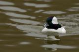 Bufflehead