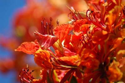 Flame Tree Flowers