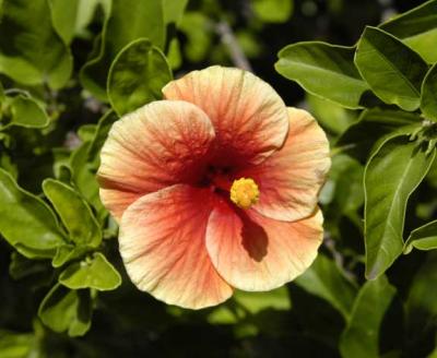 Yard Flower