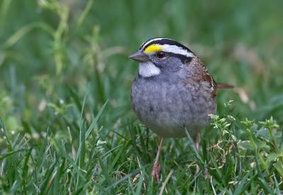 white-throated sparrow