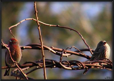 Bird Couple on  'Couch'