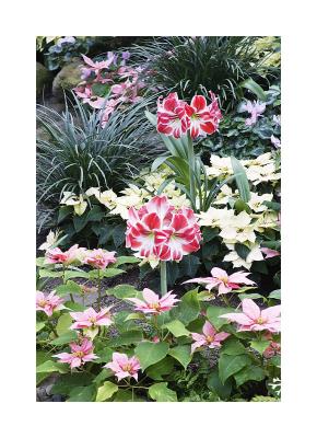 The main greenhouse still has many holiday plants.