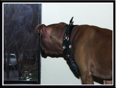 He's also 'watchdog'...loves to watch out the window!