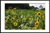 ....yellow and gazebo....