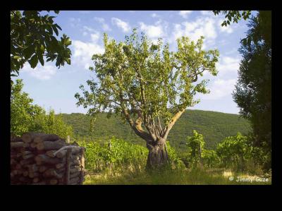 u20/companianu/medium/36535704.olivierlibbiano12.jpg
