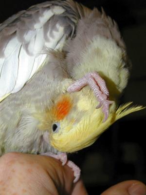 Standing on head.jpg