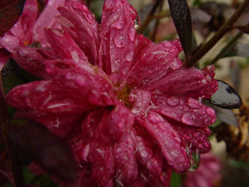 DSC07209.JPG