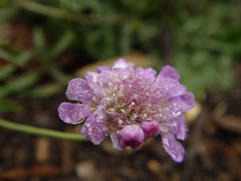 DSC07156.JPG