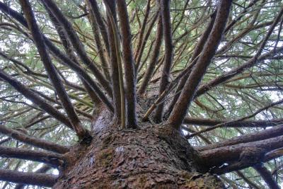 The Tree
