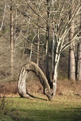 Bent Tree