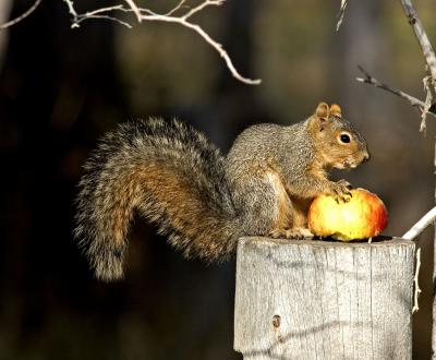 Apple Thief