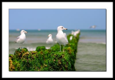 Gulls