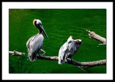 Pelicans over Love Canal