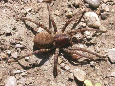 Lycosa aspersa (??)