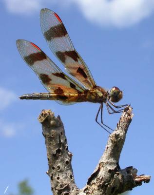 Celithemis eponina - Halloween Pennant