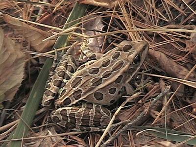 Rana pipiens -- brown