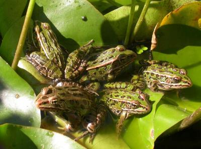 Frog party in a pond