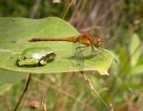 dragonfly and treefrog on milkweed leaf