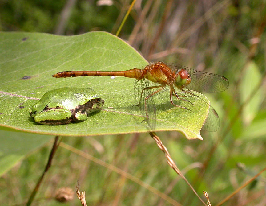 dragonfly and treefrog on milkweed leaf