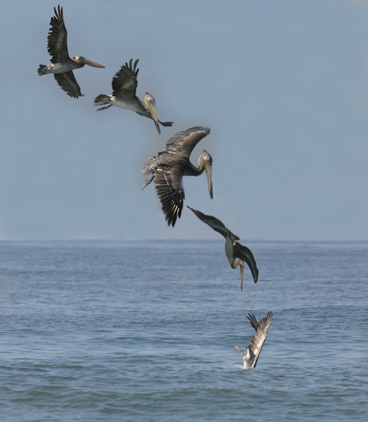 Pelican Dive* by Jeff Hall