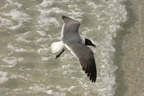<b>Climb Aboardl</b><br><font size =2>by  Markjay
