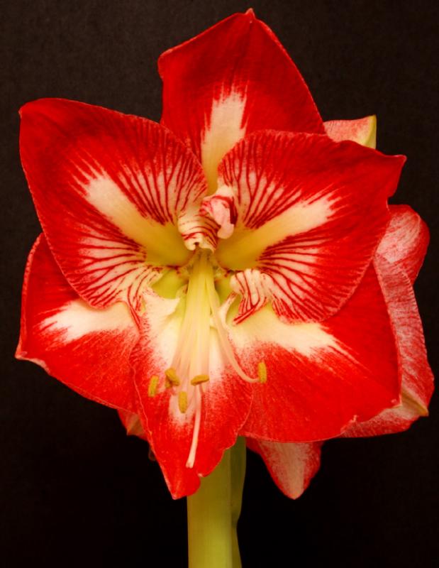Christmas Amaryllis