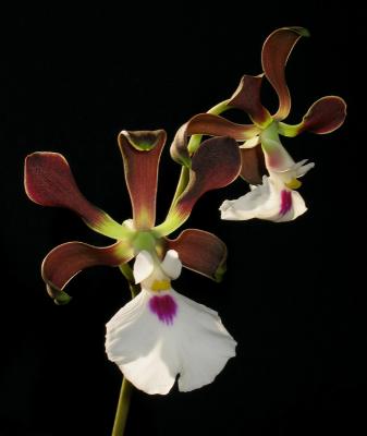 Encyclia cordigera