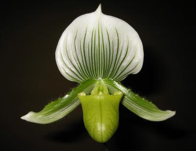 Paphiopedalum hybrid