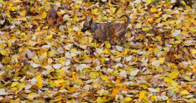 Dogs and Leaves (*)