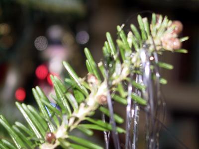 blurry branch