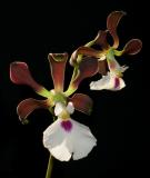 Encyclia cordigera